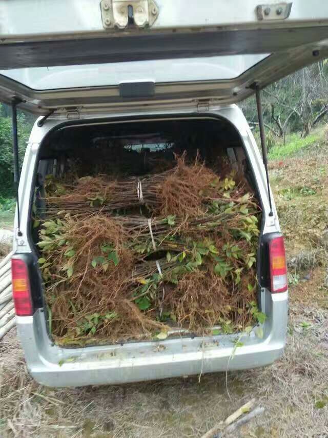 吳茱萸價(jià)格，吳茱萸苗_吳茱萸苗價(jià)格_優(yōu)質(zhì)吳茱萸苗批發(fā)/采購