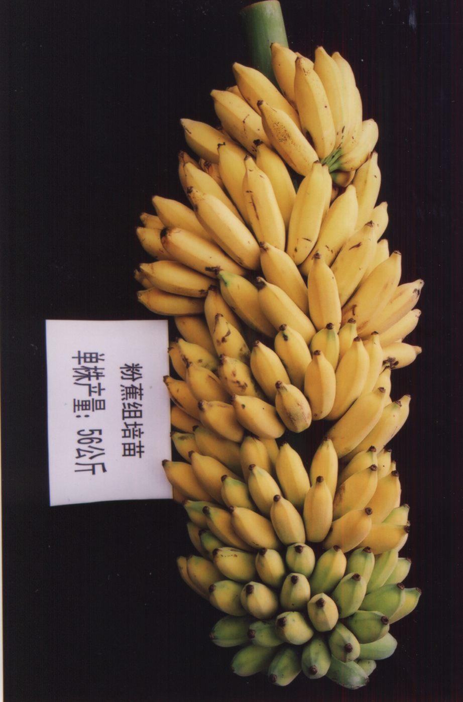 供應香蕉苗電話 供應優(yōu)質(zhì)香蕉苗 供應香蕉優(yōu)質(zhì)種苗 優(yōu)質(zhì)蘋果粉供應