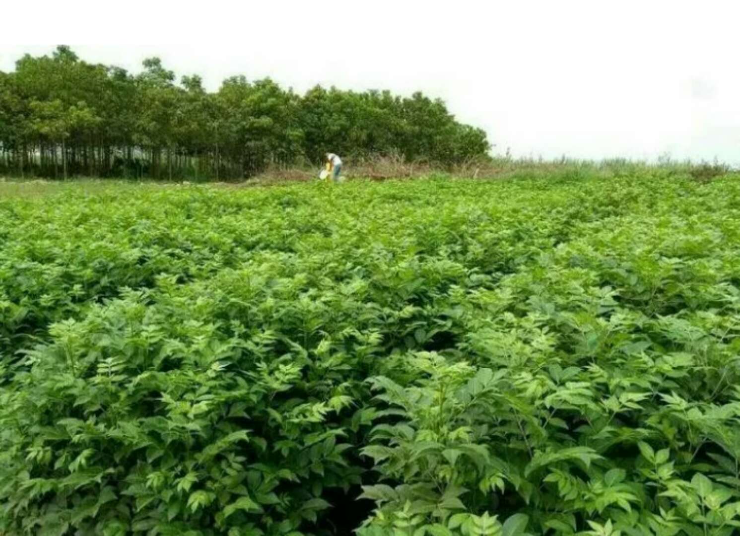 吳茱萸，供應(yīng)廣西吳茱萸種苗中花基地|桂林市廣西吳茱萸種苗中花|廣西吳茱萸種苗中花供應(yīng)商