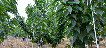 蘋果苗直銷 蘋果苗供應(yīng)商 蘋果苗直銷  蘋果苗廠家  蘋果苗基地  江西蘋果苗 成都蘋果苗 東莞蘋果苗