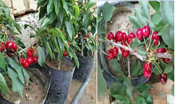 蘋果苗直銷 蘋果苗供應(yīng)商 蘋果苗直銷  蘋果苗廠家  蘋果苗基地  江西蘋果苗 成都蘋果苗 東莞蘋果苗