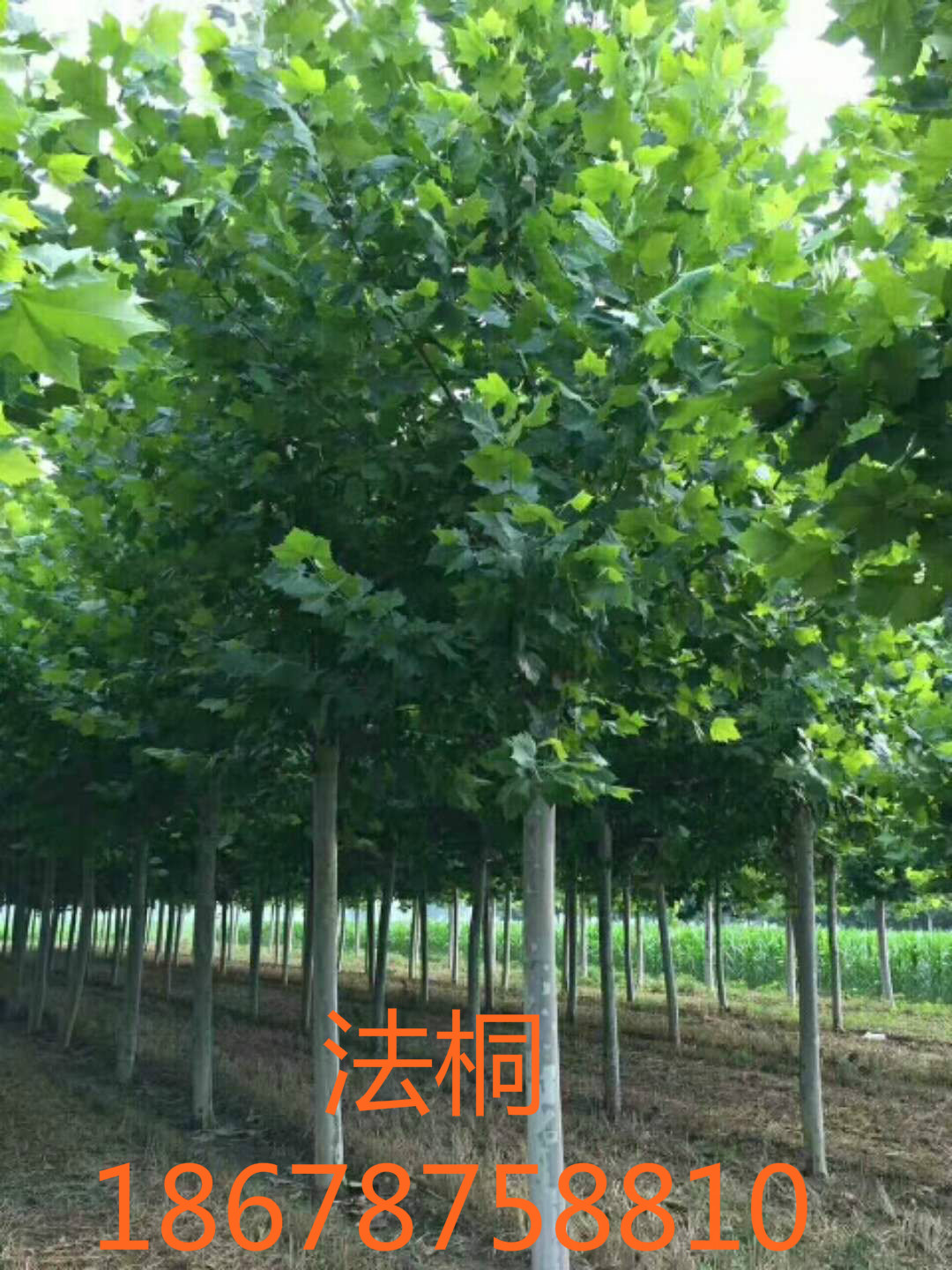 法桐 、法桐小苗報(bào)價(jià)、批量供應(yīng)優(yōu)質(zhì)的法桐小苗、山東法桐等苗木