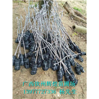 供應(yīng)廣西百色芒果苗 廣西百色芒果苗大量出售 供應(yīng)廣西百色芒果苗批發(fā) 供應(yīng)廣西百色芒果苗價(jià)格