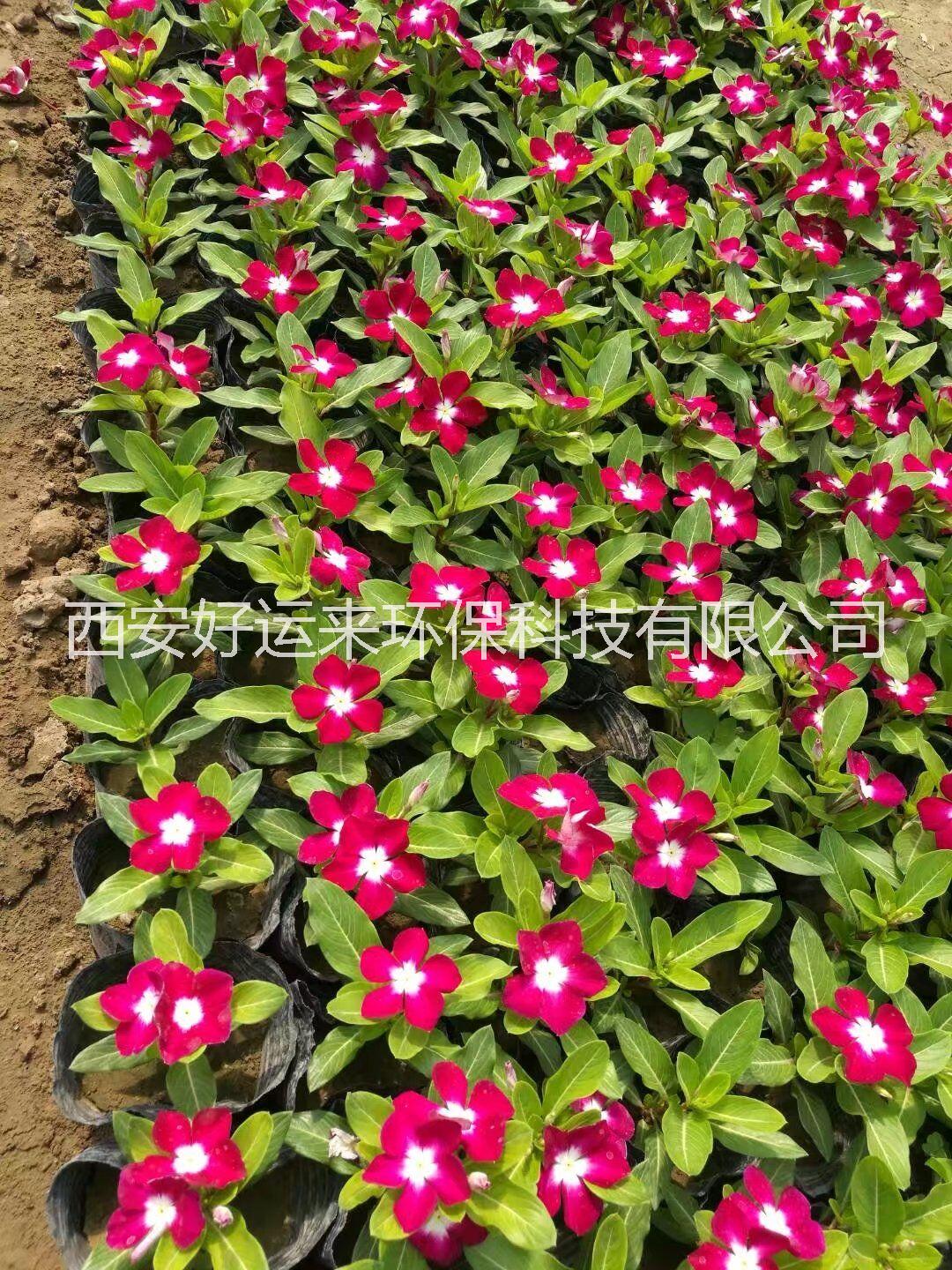 草花哪里有 西安草花花卉基地