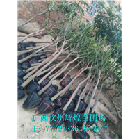 供應貴州芒果苗價格 供應貴州芒果苗出售 供應貴州優(yōu)質芒果苗 供應貴州芒果苗批發(fā)