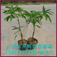 供應(yīng)云南金煌芒果苗價格 供應(yīng)云南金煌芒果苗 供應(yīng)云南金煌芒果苗批發(fā) 供應(yīng)云南優(yōu)質(zhì)金煌芒果苗