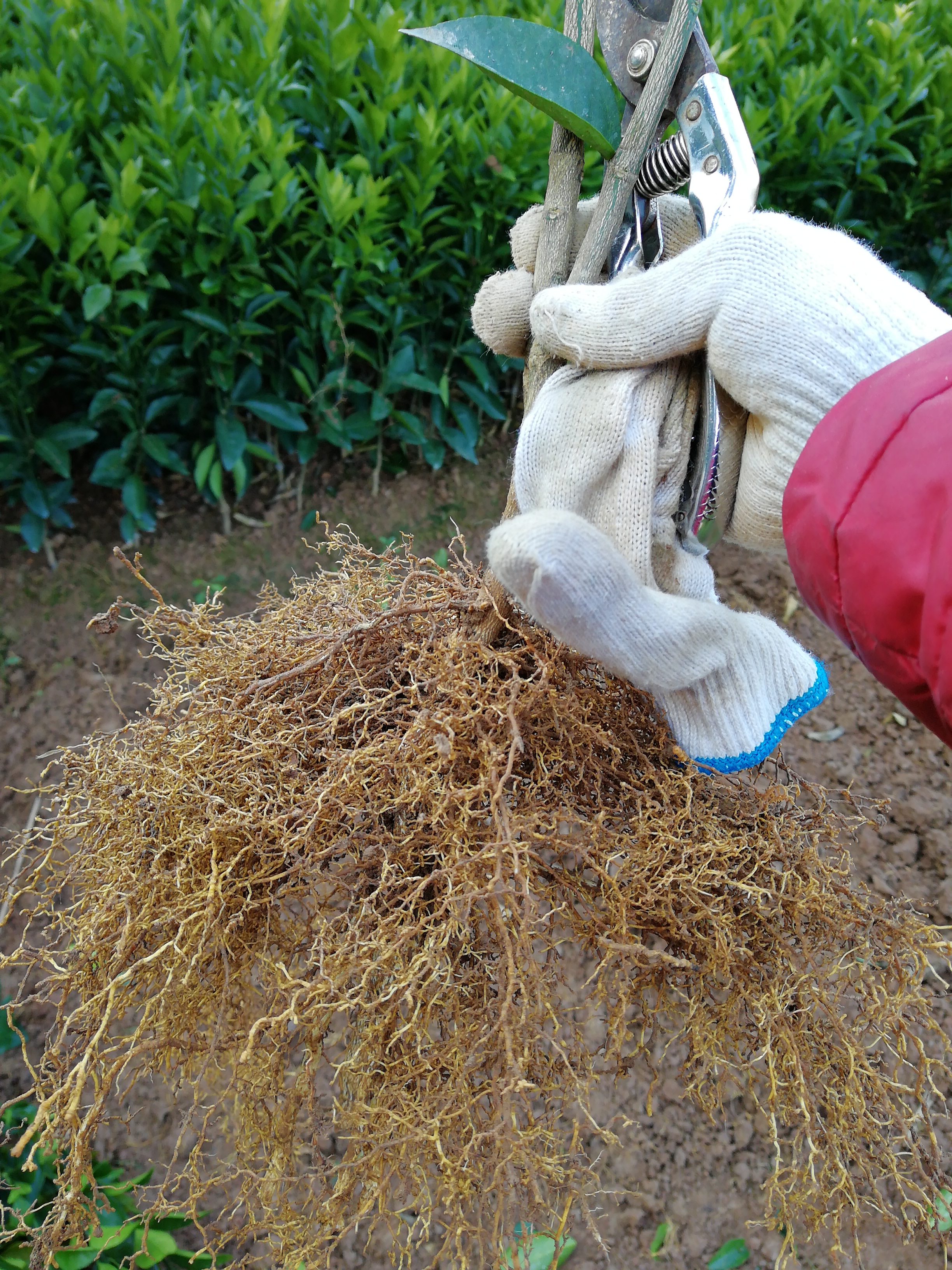 廣西供應(yīng)香橙粘木沃柑苗 桂林香橙沃柑苗 香橙沃柑苗出售 香橙粘木沃柑苗 香橙沃柑苗嫁接
