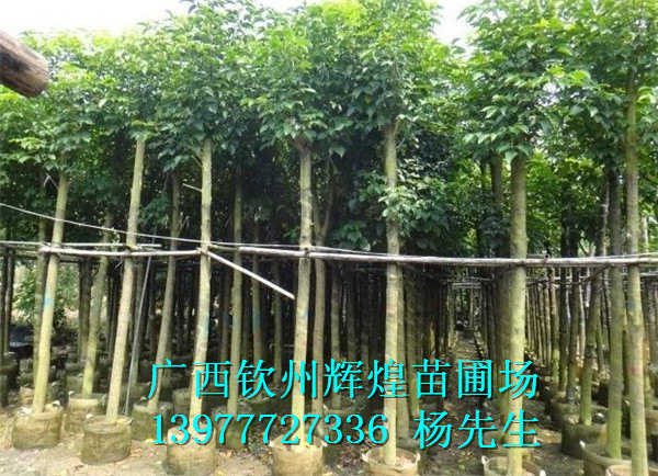 澳洲火焰木種植  澳洲火焰木 廣西澳洲火焰木批發(fā) 澳洲火焰木價(jià)格
