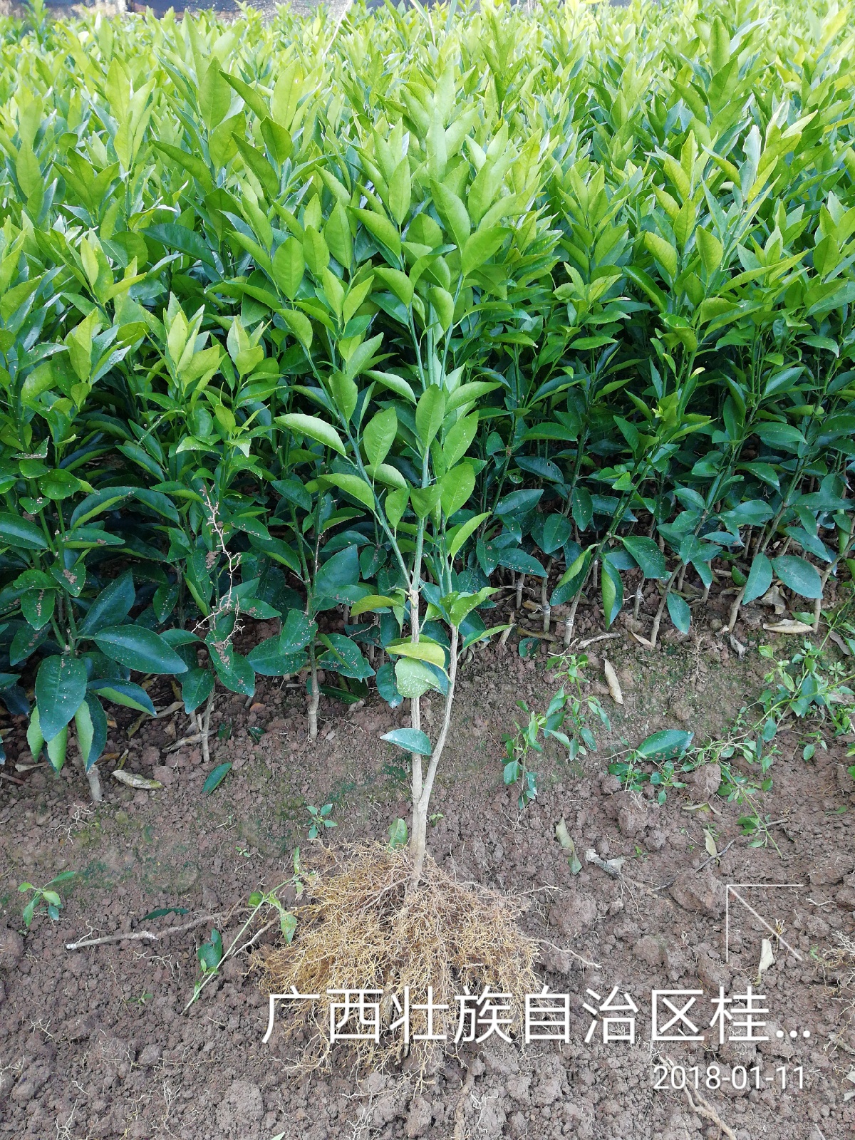 廣西供應(yīng)香橙粘木沃柑苗 桂林香橙沃柑苗 香橙沃柑苗出售 香橙粘木沃柑苗 香橙沃柑苗嫁接