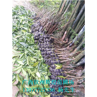 供應(yīng)廣西百色芒果苗 廣西百色芒果苗大量出售 供應(yīng)廣西百色芒果苗批發(fā) 供應(yīng)廣西百色芒果苗價(jià)格