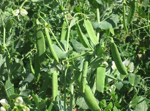 深圳佳惠鮮送菜公司 蔬菜批發(fā)配送 新鮮蔬菜