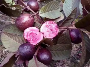 番石榴苗供應(yīng)商、番石榴苗基地直銷、廣西番石榴苗