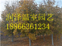 【 挪威槭繽紛秋色】+【 加拿大挪威槭繽紛秋色】=【叢生銀白槭銀皇后】