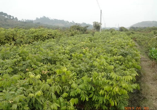 供應(yīng)廣西龍眼苗、龍眼苗種植基地、龍眼苗批發(fā)價(jià)格