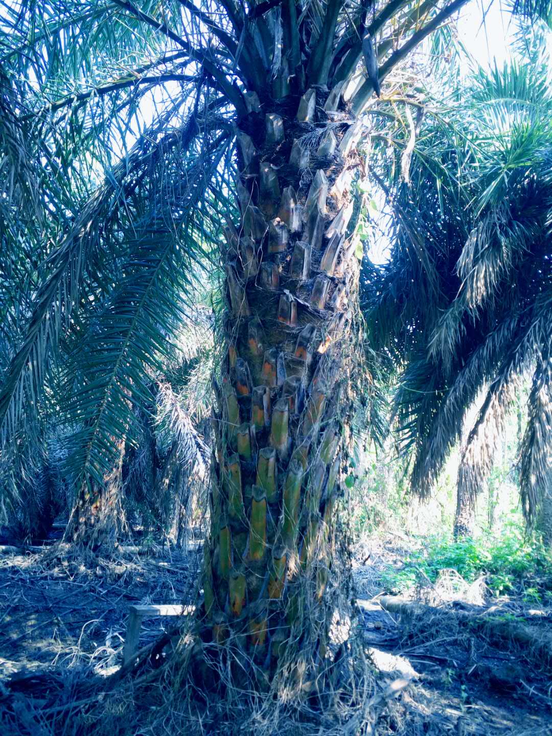 中東海棗_中東海棗樹基地_中東海棗樹價格_優(yōu)質(zhì)中東海棗樹批發(fā)_中東海棗價格_中東海棗