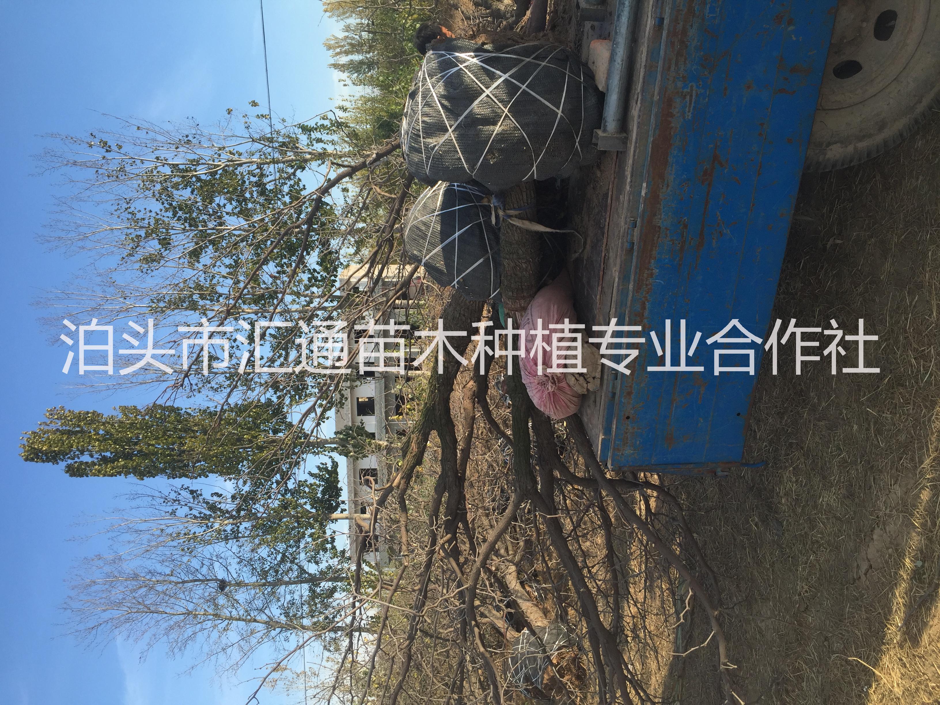 供應(yīng)棗樹15公分 15cm棗樹 8公分占地棗樹 30公分古棗樹