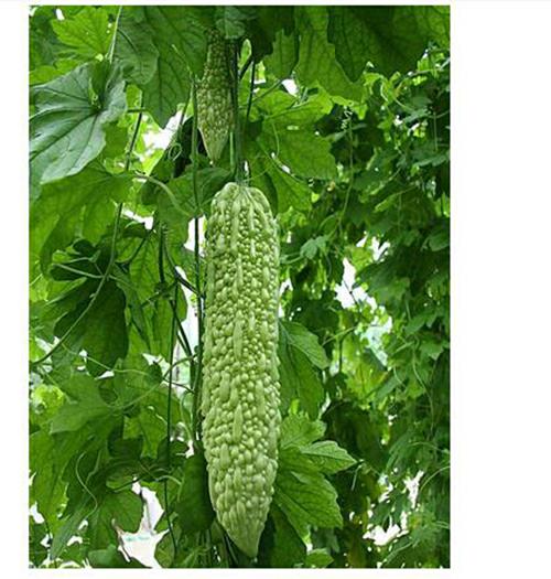 深圳佳惠鮮蔬菜水果批發(fā)配送 無(wú)公害蔬菜批發(fā) 農(nóng)產(chǎn)品糧油配送