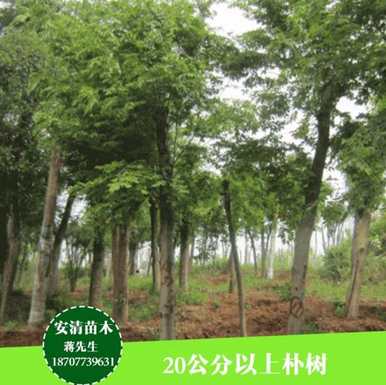 桂林樸樹價(jià)格  樸樹 樸樹大量出售 樸樹苗品批發(fā)