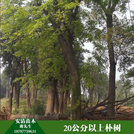 桂林樸樹價(jià)格  樸樹 樸樹大量出售 樸樹苗品批發(fā)