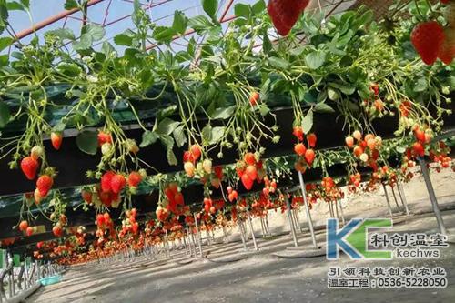 建設(shè)溫室大棚種植草莓經(jīng)濟(jì)效益高