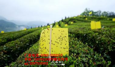 山東粘蟲(chóng)板二十年研發(fā).光譜更精準(zhǔn).膠期更長(zhǎng)久.誘捕更*. 粘蟲(chóng)板黃板