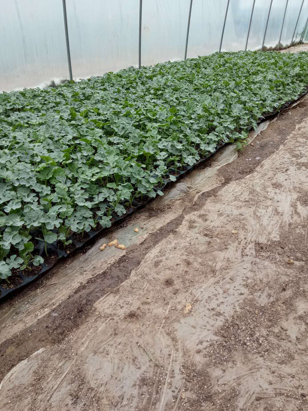 周口市西瓜苗基地 扶溝縣西瓜苗生產(chǎn)基地 河南西瓜種子苗 周口西瓜苗批發(fā)商