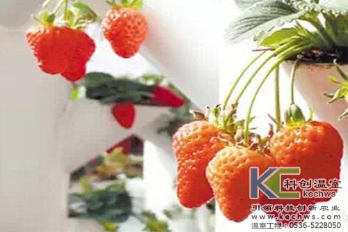 建設(shè)溫室大棚種植草莓經(jīng)濟(jì)效益高