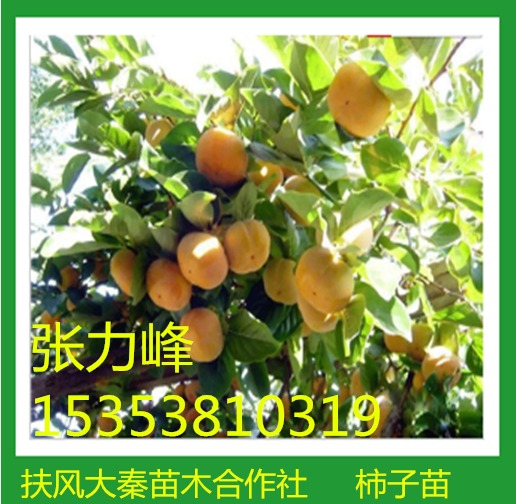 杏苗供應(yīng)商 杏苗直銷 杏苗價格 杏苗基地  杏苗供應(yīng) 廣西杏苗 廣州杏苗 東莞杏苗  廣州杏苗 江西杏苗   德州杏苗