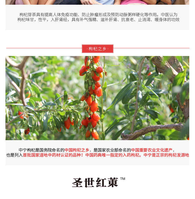 寧夏中寧枸杞芽茶批發(fā)價(jià)格，產(chǎn)地直銷，哪家好