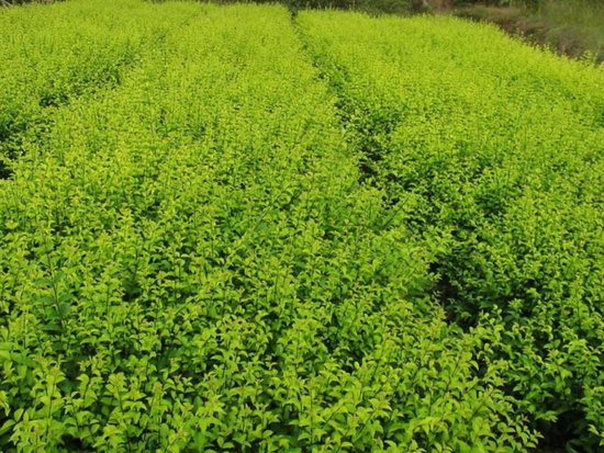 雀舌黃楊供應(yīng)商  雀舌黃楊 雀舌黃楊生產(chǎn) 雀舌黃楊價(jià)格