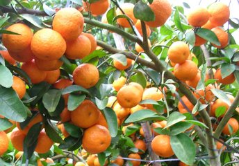 紅光橙  紅光橙特價(jià)出售   紅光橙供應(yīng)電話(huà)   廣東紅光橙出售電話(huà)