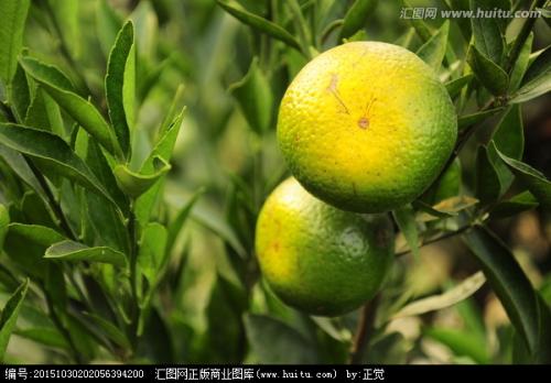 新會(huì)柑柑胎  廣東新會(huì)柑柑胎批發(fā)  新會(huì)柑柑胎出售電話  新會(huì)柑柑胎特價(jià)出售