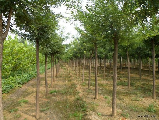 國槐供應(yīng)商 國槐 江蘇國槐批發(fā) 國槐樹價格