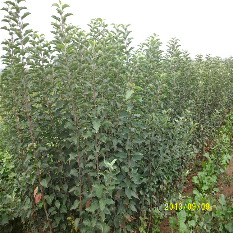 蘋果苗 柱狀蘋果苗紅富士蘋果 紅肉蘋果苗批發(fā)蘋果苗 草莓苗果樹苗