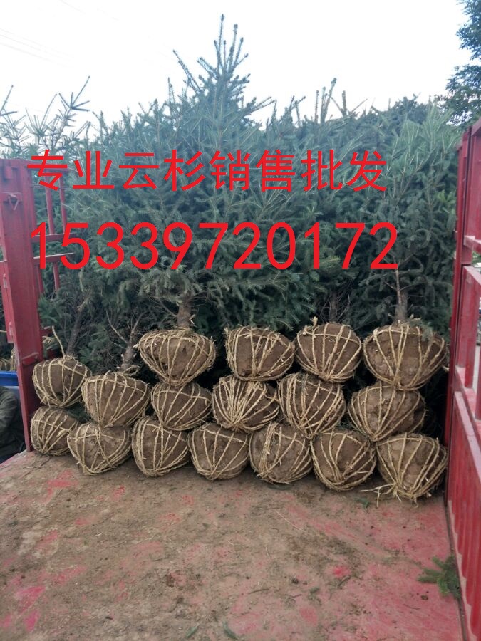 甘肅云杉2米3米云杉樹 西北云杉苗批發(fā)，甘肅云杉、云杉樹苗主產(chǎn)地