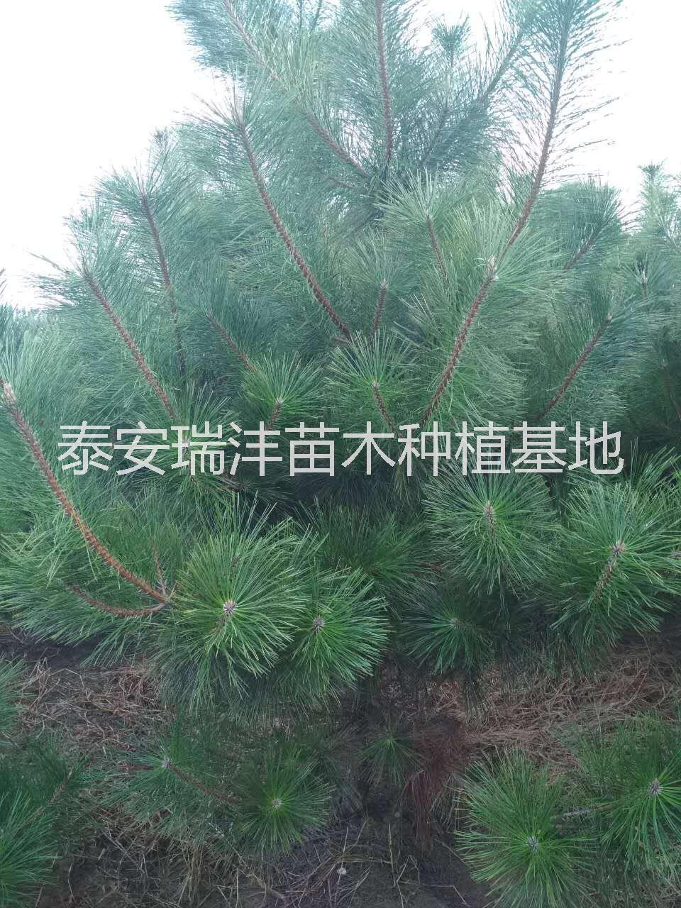 山東一米半油松地頸七公分 泰安黑松  泰安七公分油松