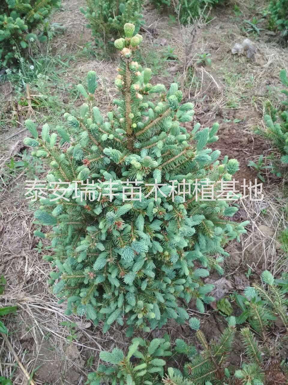 泰安黑松，泰安油松，泰安白皮松，泰安云杉，山東綠化苗木