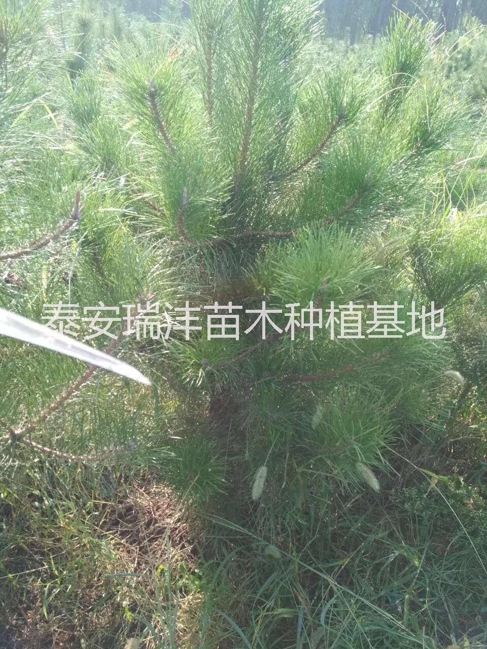 山東一米半油松地頸七公分 泰安黑松  泰安七公分油松