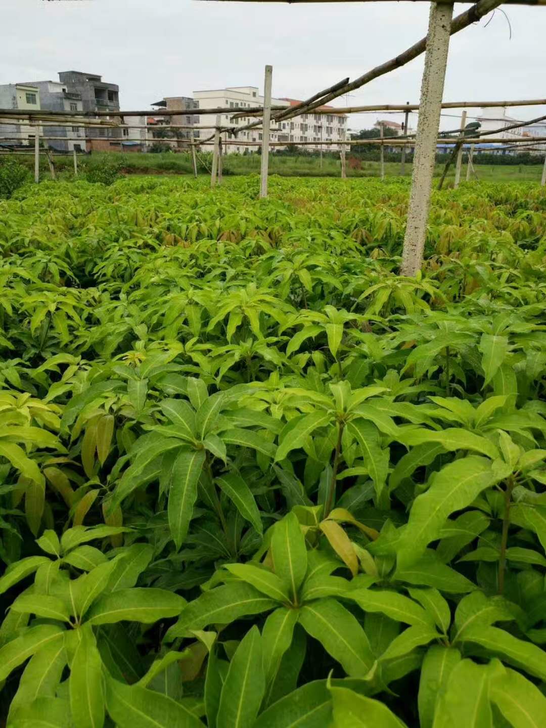 供應(yīng)貴州臺(tái)濃一號(hào)芒果苗 供應(yīng)貴州臺(tái)濃一號(hào)芒果苗批發(fā) 供應(yīng)貴州臺(tái)濃一號(hào)芒果苗價(jià)格 供應(yīng)貴州優(yōu)質(zhì)臺(tái)濃一號(hào)芒果苗