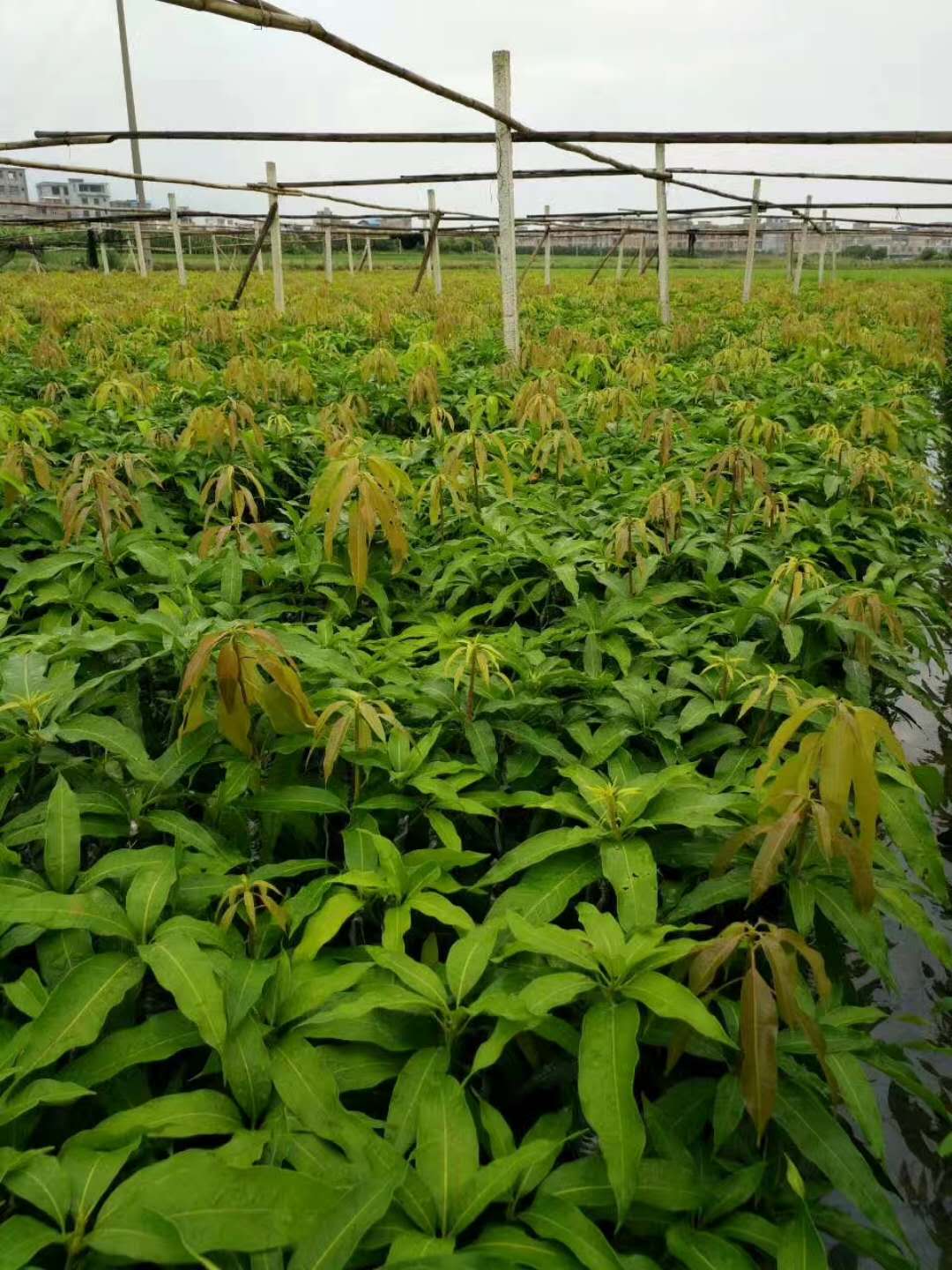 供應(yīng)貴州臺(tái)濃一號(hào)芒果苗 供應(yīng)貴州臺(tái)濃一號(hào)芒果苗批發(fā) 供應(yīng)貴州臺(tái)濃一號(hào)芒果苗價(jià)格 供應(yīng)貴州優(yōu)質(zhì)臺(tái)濃一號(hào)芒果苗