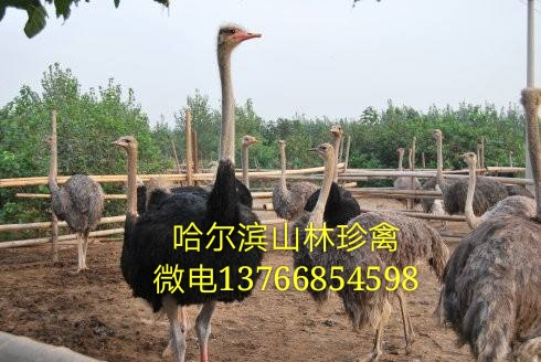 哈爾濱鴕鳥養(yǎng)殖場(chǎng)大慶鴕鳥養(yǎng)殖場(chǎng)七臺(tái)河鴕鳥養(yǎng)殖場(chǎng)雙鴨山鴕鳥養(yǎng)殖場(chǎng)佳木斯鴕鳥養(yǎng)殖場(chǎng)