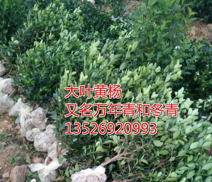 大葉黃楊基地、大葉黃楊小苗、大葉黃楊工程苗、大葉黃楊扦插苗、萬年青 冬青