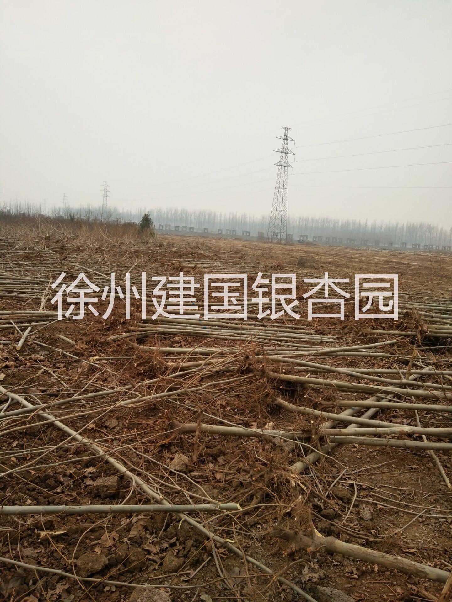 大量供應(yīng)8到15公分法桐