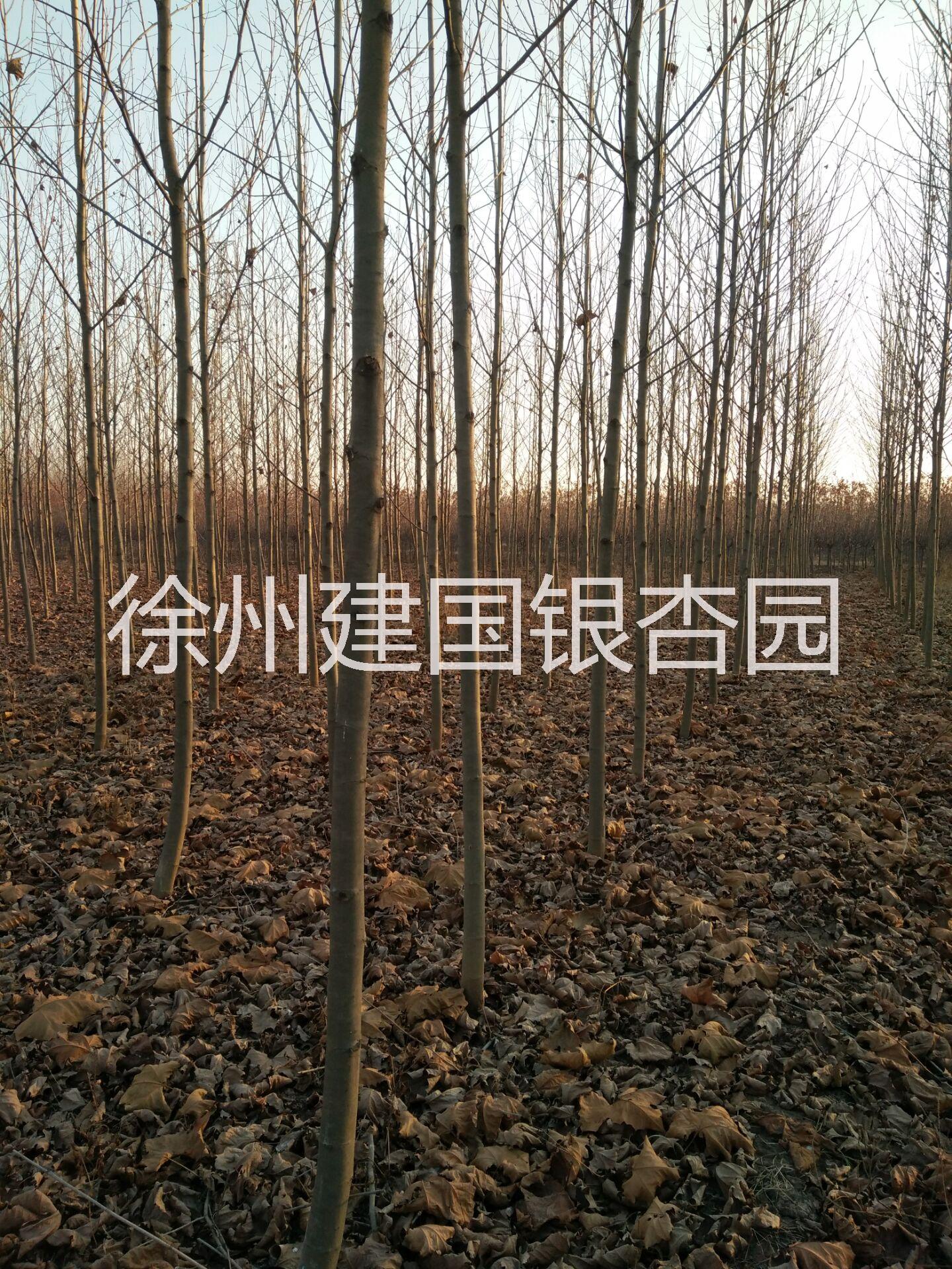 大量出售5公分法桐