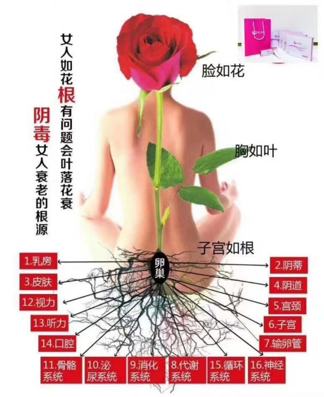 供應(yīng)【麗爾維美凝膠】多馕性卵巢馕腫治，療方案|草本抑菌凝膠廠家