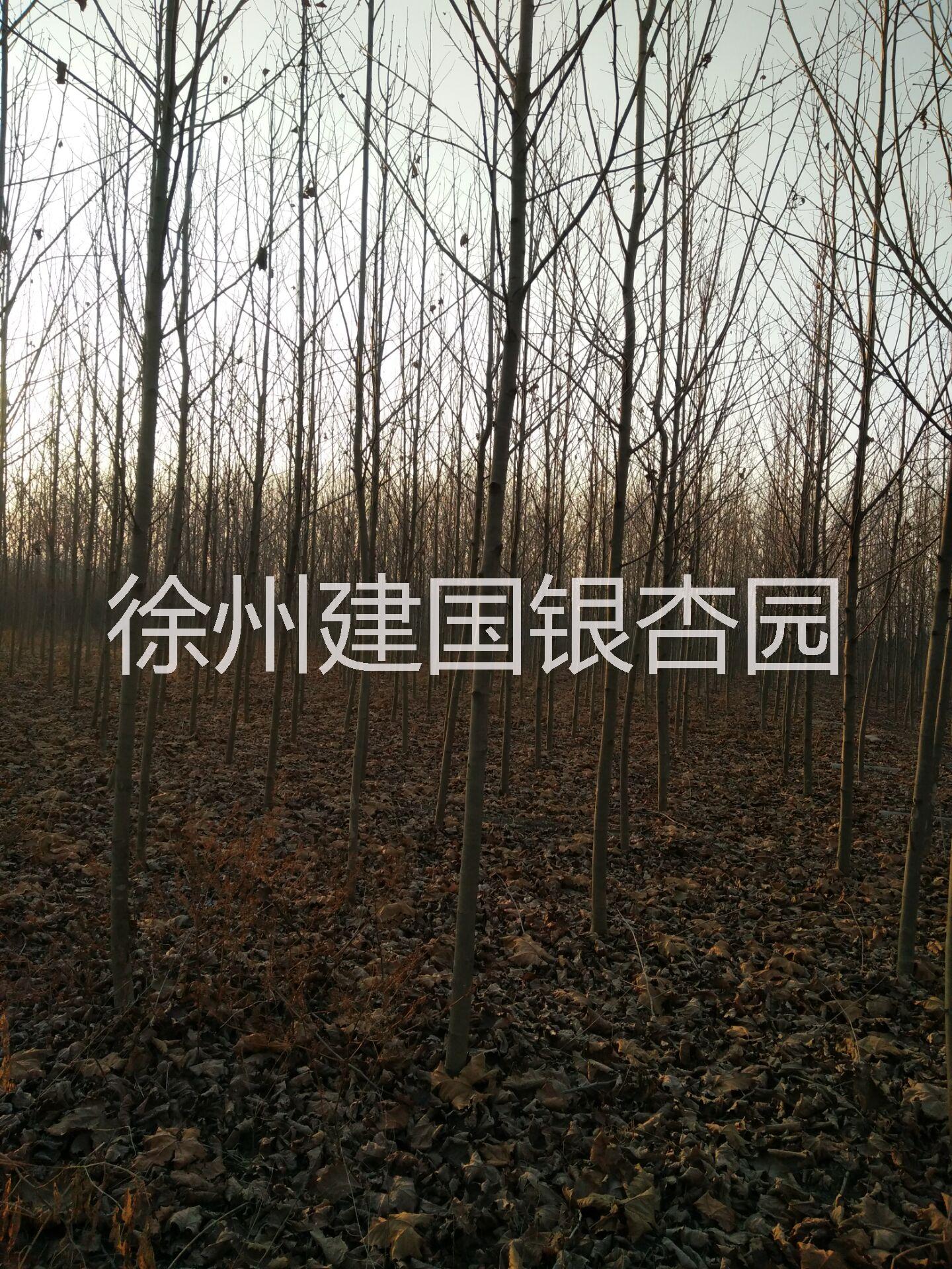 大量出售5公分法桐