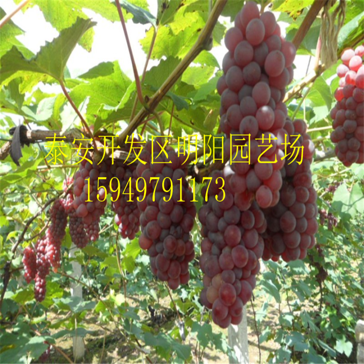 葡萄苗美人指葡萄苗 巨峰葡萄苗基地* 嫁接葡萄樹(shù)藤稔葡萄苗