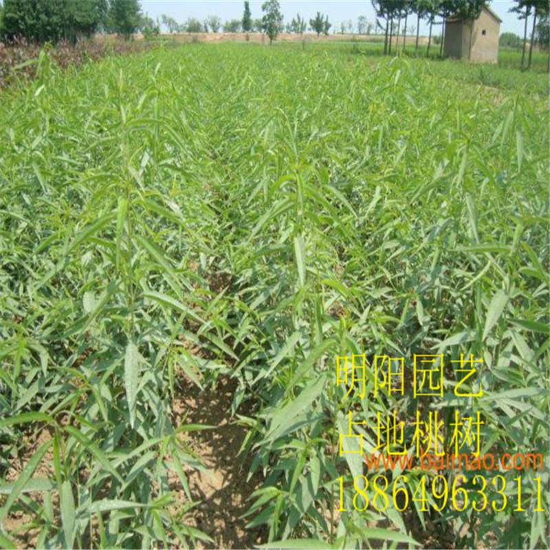 桃樹苗占地桃樹品種苗 基地供應(yīng)大桃樹映霜紅桃樹苗 核桃苗