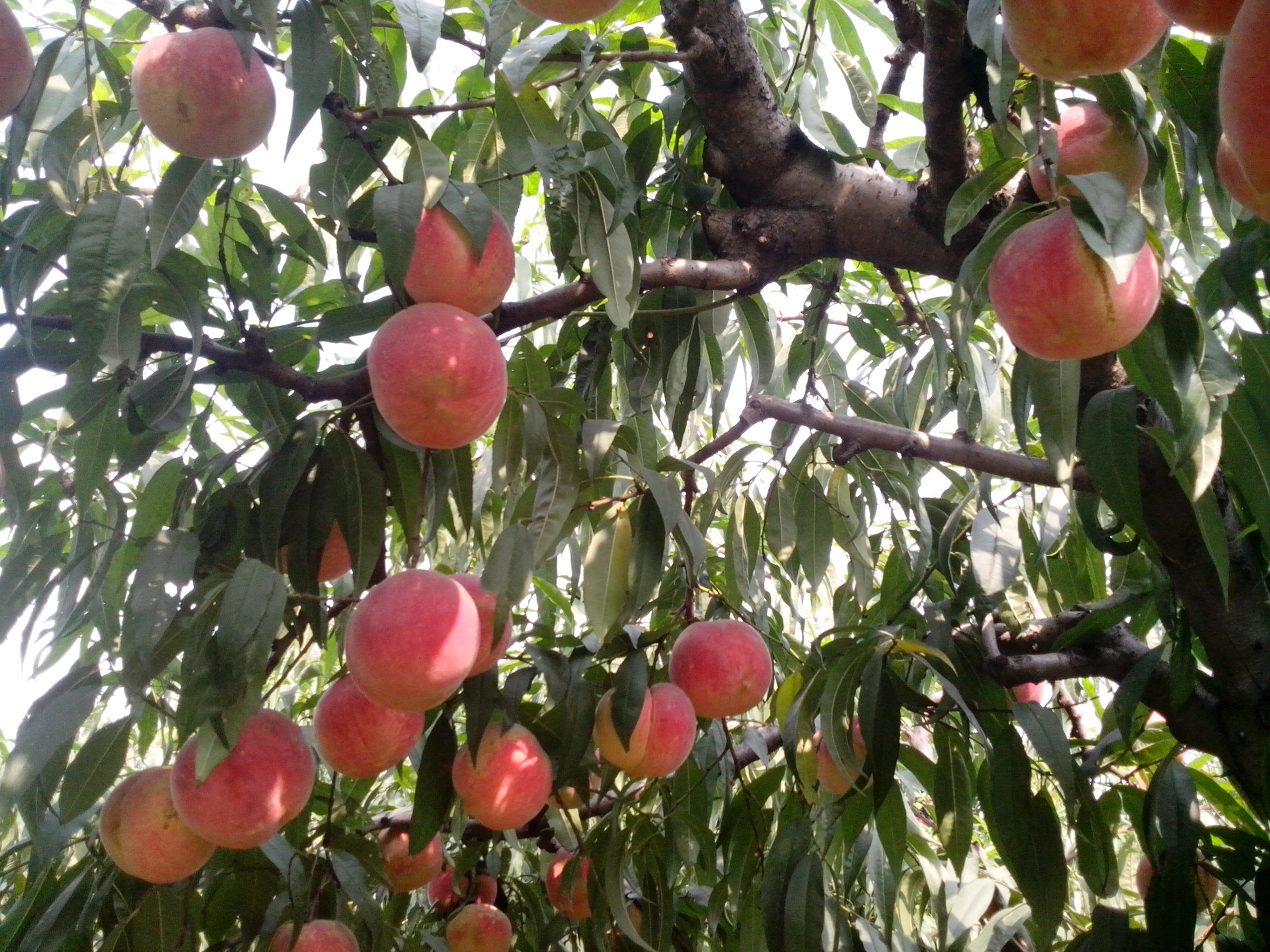 桃樹苗占地桃樹品種苗 基地供應(yīng)大桃樹映霜紅桃樹苗 核桃苗