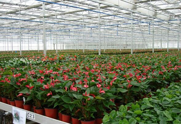 大跨度溫室大棚 異型結(jié)構(gòu)溫室大棚